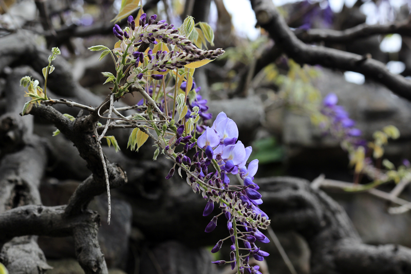 2017-04-08_131526 china-2017.jpg - Souzhou - Garten des Meisters der Netze